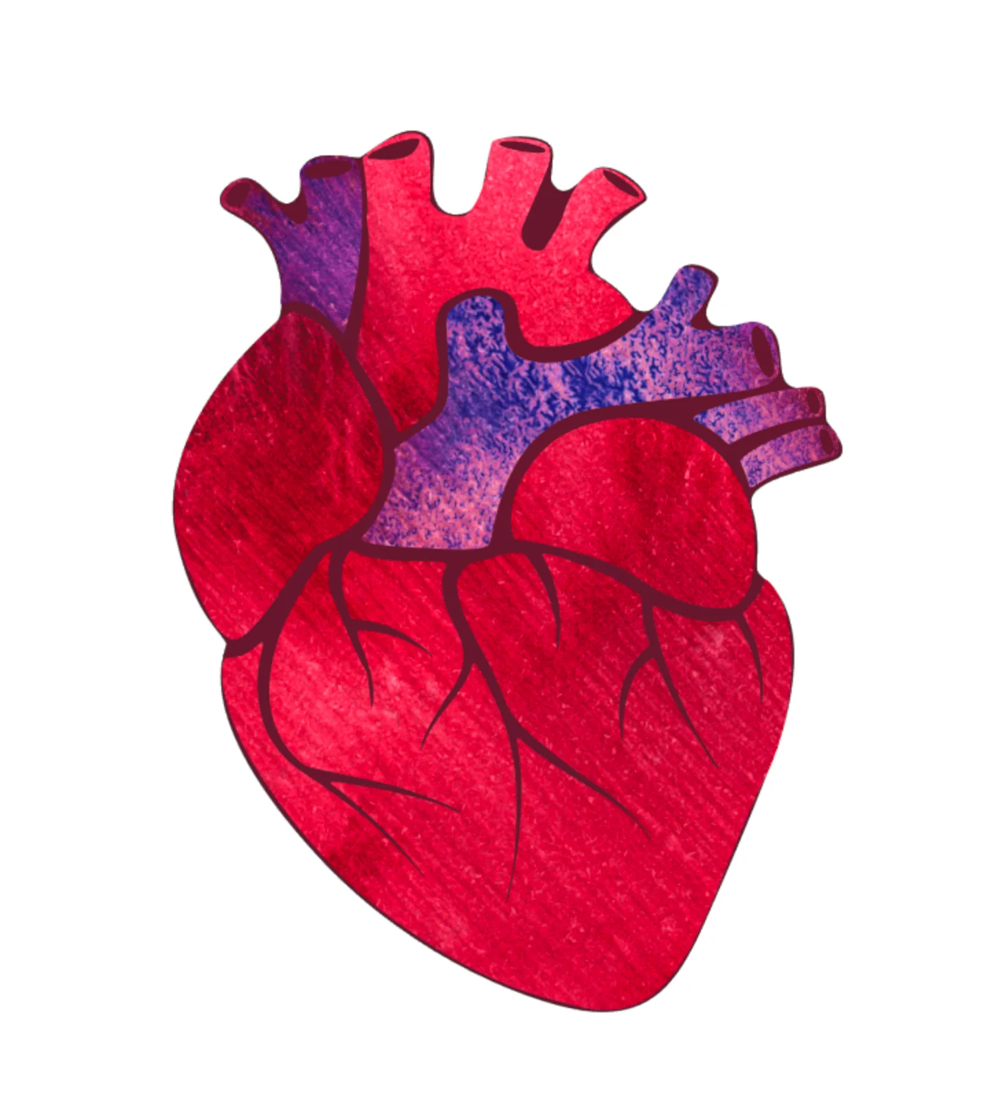 Anatomical Heart DECAL