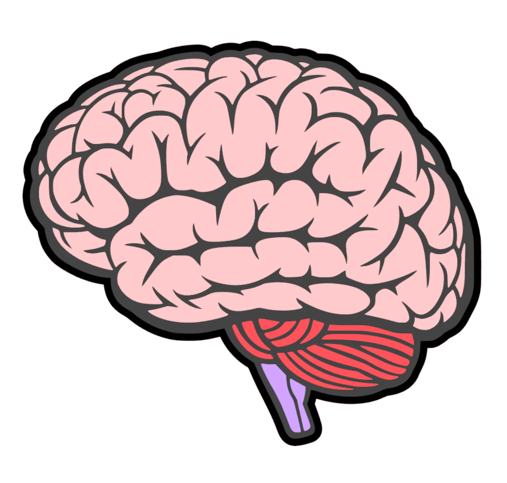 Brain Side View Acrylic Blank - Image 2